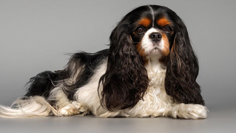 Cavalier King Charles Spaniel