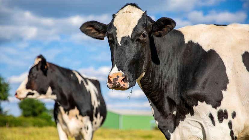 cow