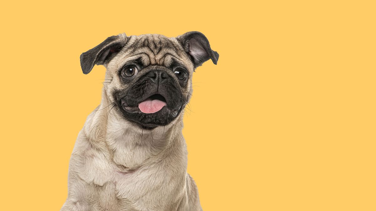 What Is a Group of Pugs Called? It's Honestly Cartoonish - Animals | HowStuffWorks