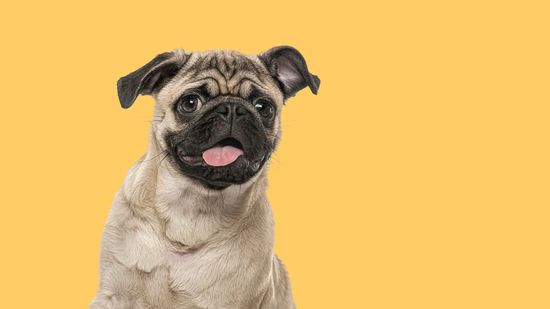 What Is a Group of Pugs Called? It's Honestly Cartoonish