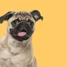 What Is a Group of Pugs Called? It's Honestly Cartoonish