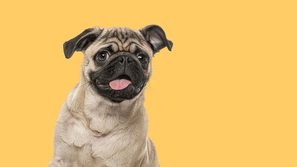 What Is a Group of Pugs Called? It's Honestly Cartoonish