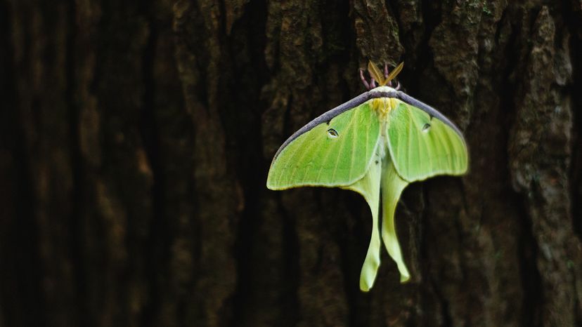 Luna Moth