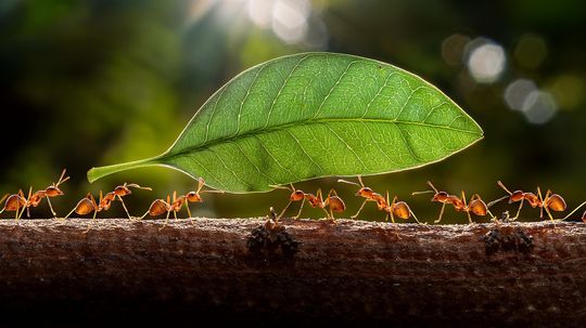 What Is a Group of Ants Called? Army vs. Colony vs. Swarm