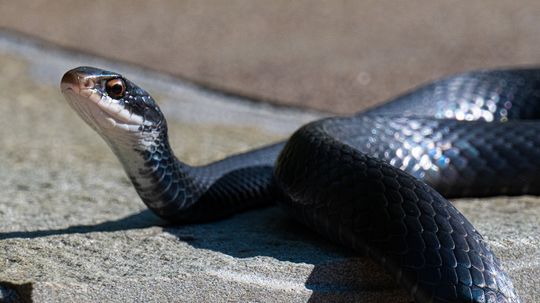 11 Racer Snake Subspecies That You Have No Reason to Fear