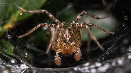 No, That Grass Spider Isn't Dangerous