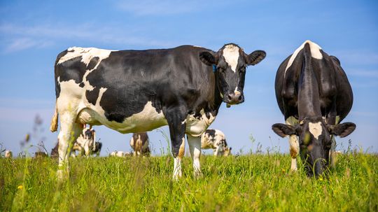 Where Do Cows Originate From? Taurine vs. Indicine Lineage