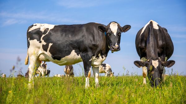 Where Do Cows Originate From? Taurine vs. Indicine Lineage