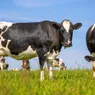 Where Do Cows Originate From? Taurine vs. Indicine Lineage