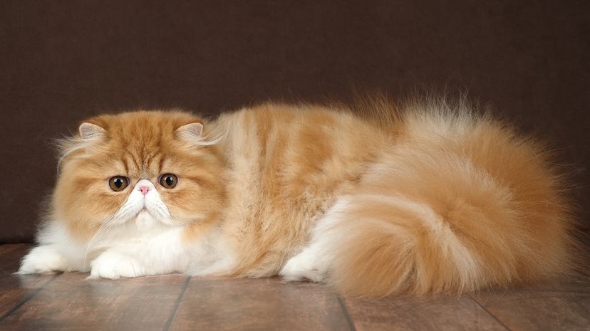 Orange and white Persian cat on hardwood floor