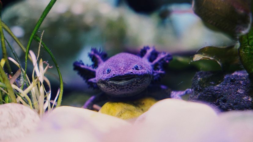 Black axolotl