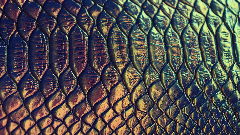 The Rainbow Snake Feasts on American Eels