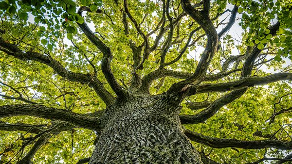 6 Types of Plants That Most Flora Fall Into