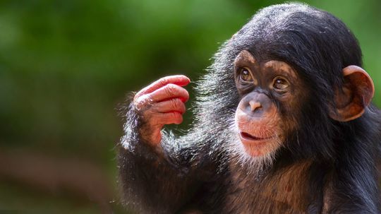 What Is a Group of Apes Called? Not a Troop but a...