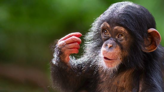 What Is a Group of Apes Called? Not a Troop but a...