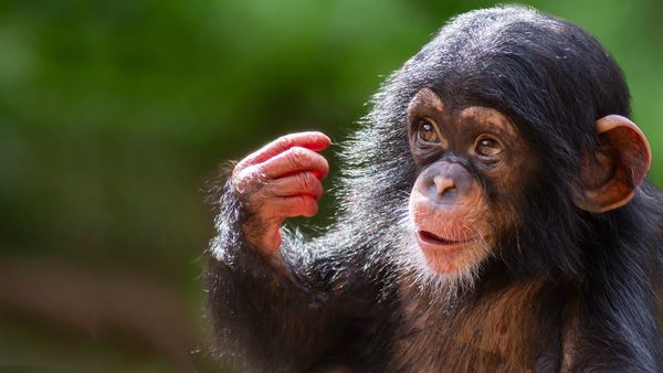 What Is a Group of Apes Called? Not a Troop but a...