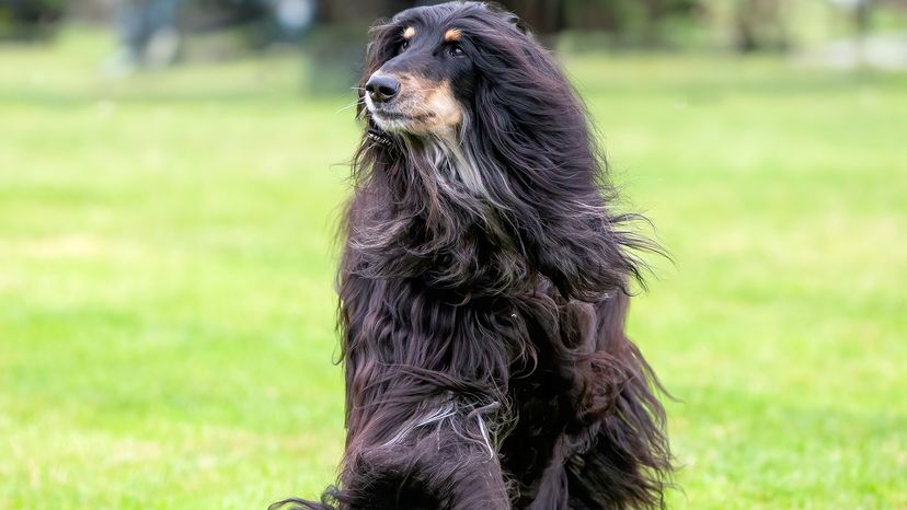 Afghan Hound