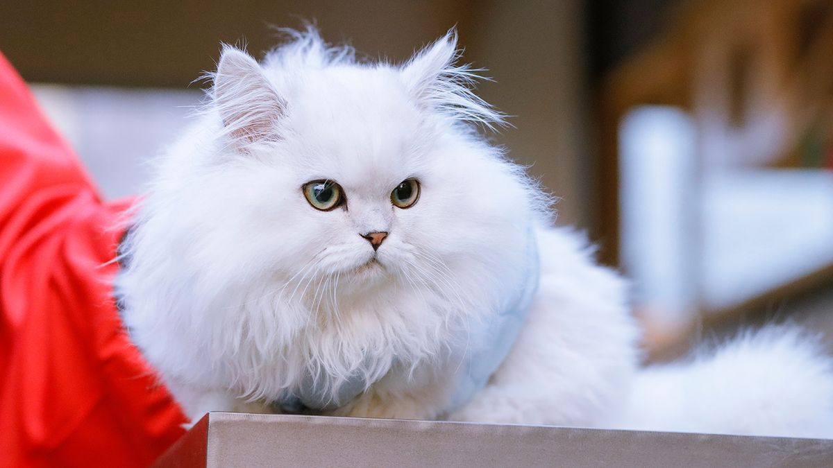 The Minuet Cat Is Basically a Persian Munchkin (and We Love It ...