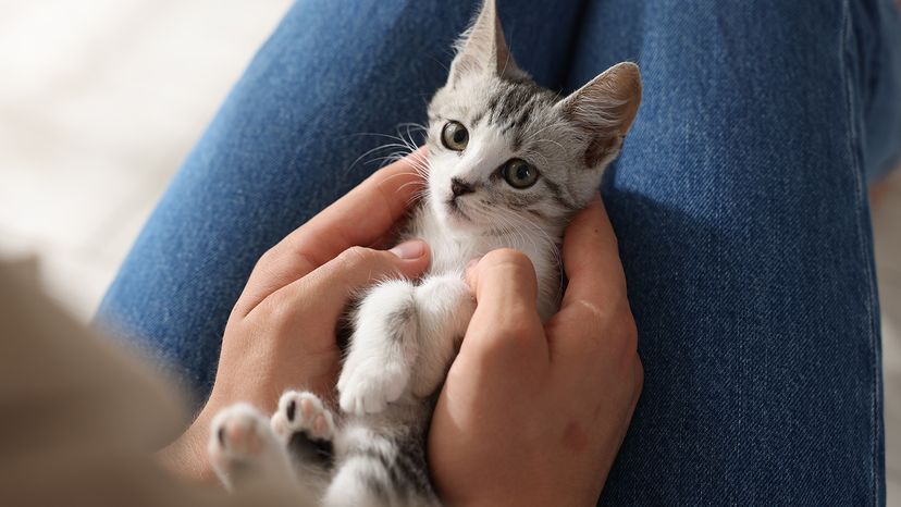 Kitten