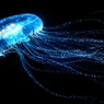 How Bioluminescent Jellyfish Get Their Signature Glow