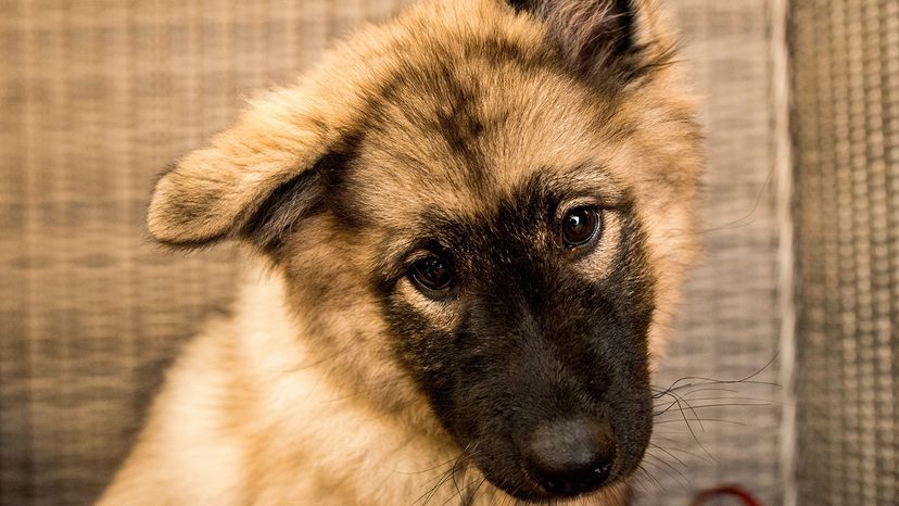 Norwegian Lundehund puppy