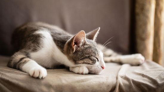 Why Is My Cat Sleeping So Much? Do Younger Cats Sleep More?