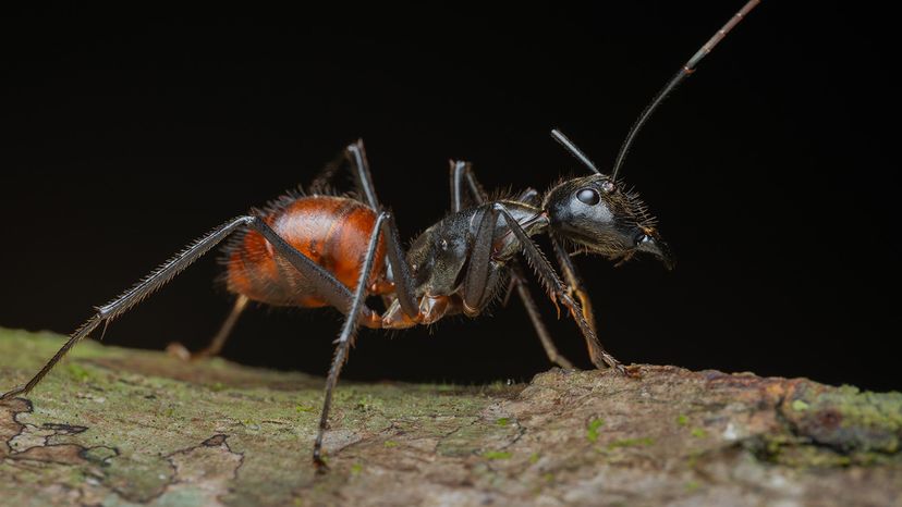 Carpenter ant