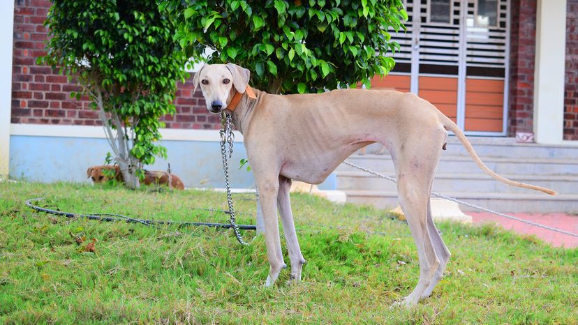 South Indian Hound