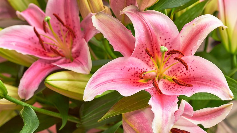 Oriental lilies