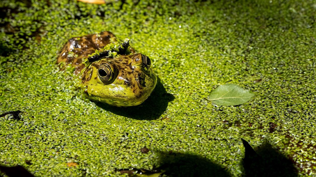 Invasive Species in California That Injury Crops and Endanger Native Animals