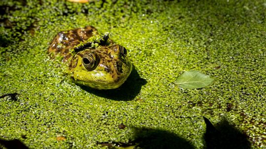 Invasive Species in California That Damage Crops and Endanger Native Animals