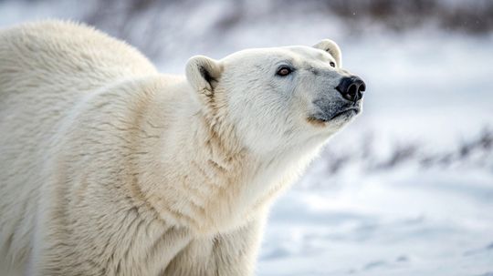 The Arctic Food Web (and Why Ice Matters So Much)