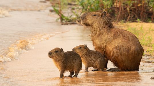 What Is a Group of Capybaras Called? Reminiscent of Cattle