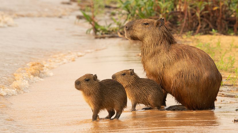 Capybaras