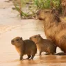 What Is a Group of Capybaras Called? Reminiscent of Cattle