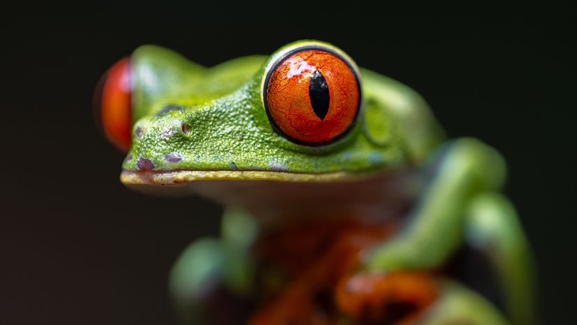 Red-eyed tree frog