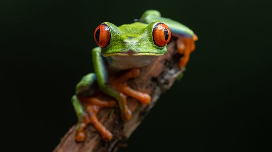 The Red-eyed Tree Frog Has Extremely Sensitive Skin