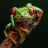 The Red-eyed Tree Frog Has Extremely Sensitive Skin