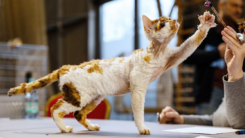 Cornish rex