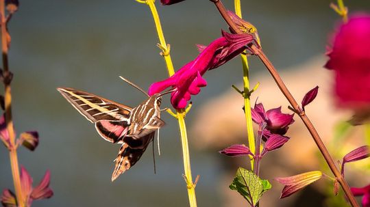 5 Colorful Moth Species That Rival Butterflies' Splendor