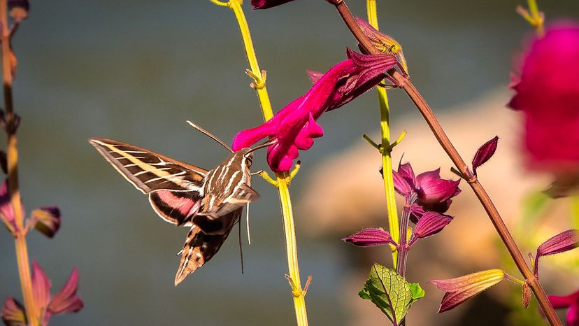 hummingbird moth
