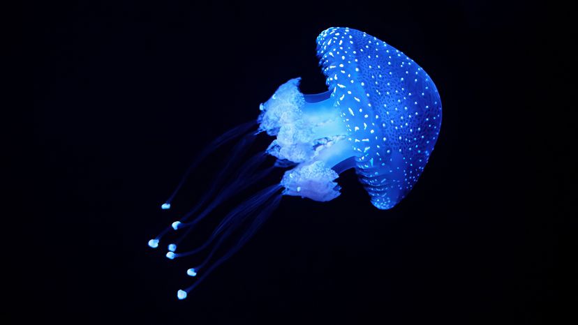 jellyfish