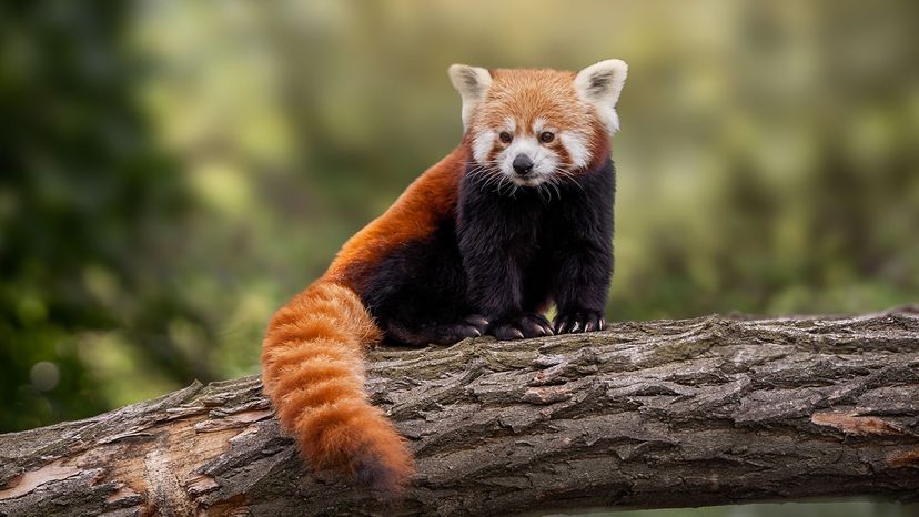red panda