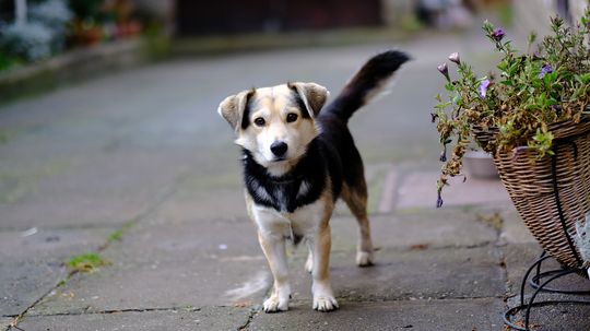 Labrador Husky: Not a Labrador Retriever-Siberian Husky Mix