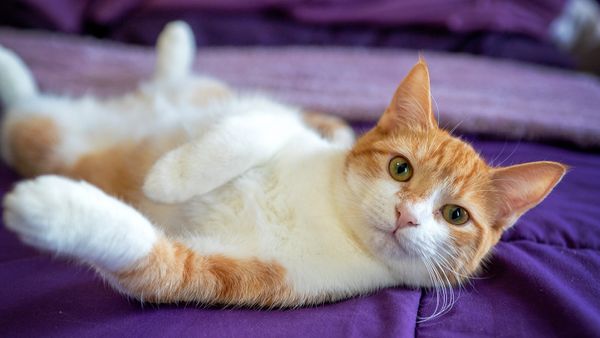 Do Cats Have Periods? Not Like Humans, but Cats Do Have Cycles