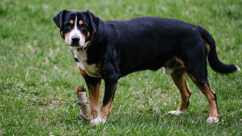Entlebucher Mountain Dog