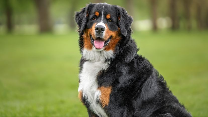 Bernese mountain dog