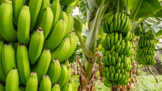 What Is a Group of Bananas Called? A Bunch Isn't What You Think