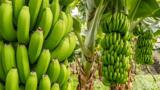 What Is a Group of Bananas Called? A Bunch Isn't What You Think