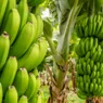 What Is a Group of Bananas Called? A Bunch Isn't What You Think